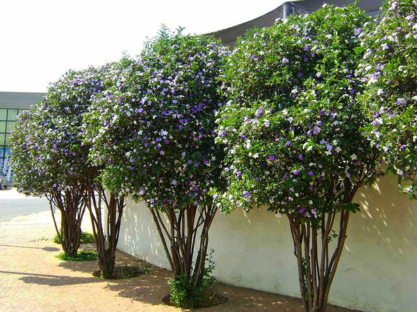 Manacá de Cheiro - Brunfelsia uniflora