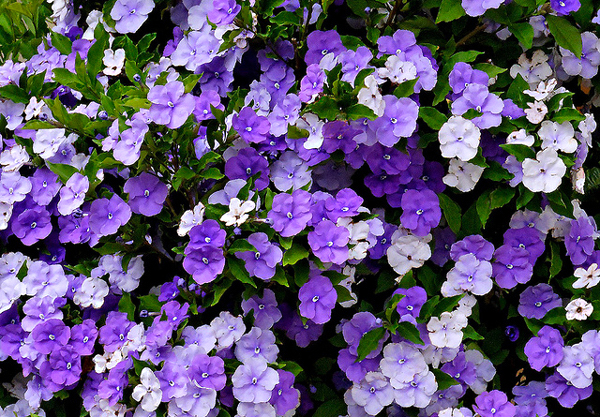 Manacá de jardim - Brunfelsia calycina