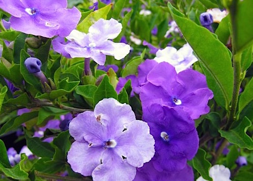 Manacá de jardim - Brunfelsia calycina