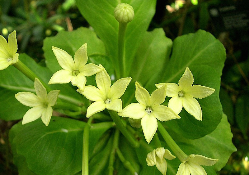 Palmeira havaiana - Brighamia insignis