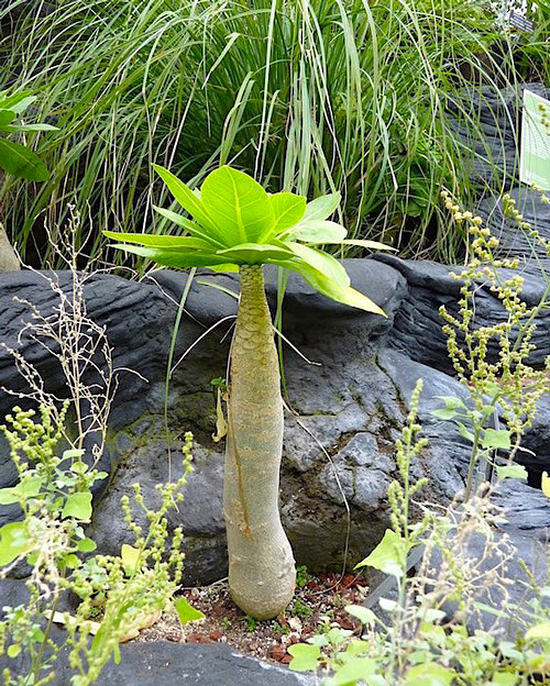 Palmeira havaiana - Brighamia insignis