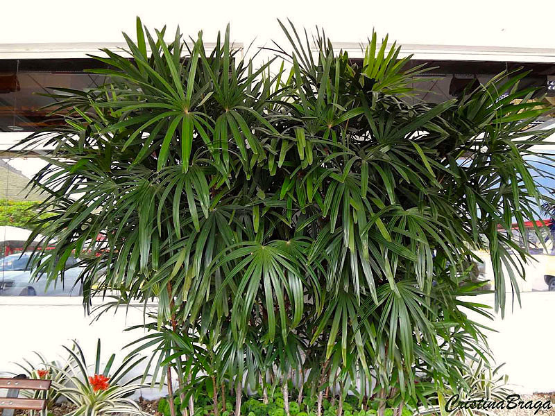 Palmeira Ráfis - Rhapis excelsa