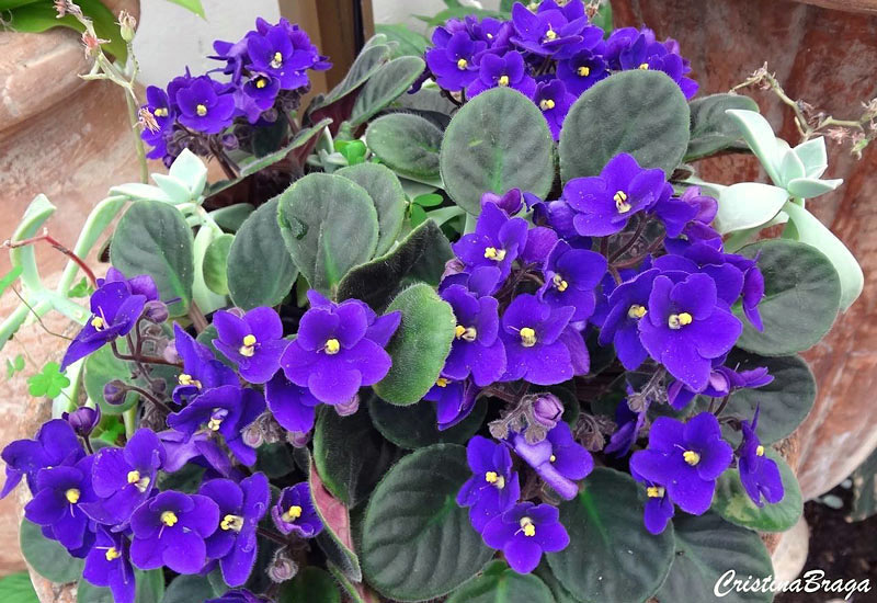 Violeta Africana - Saintpaulia ionantha