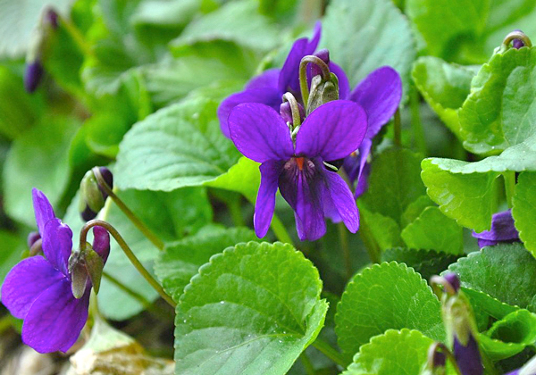 Violeta perfumada - Viola odorata