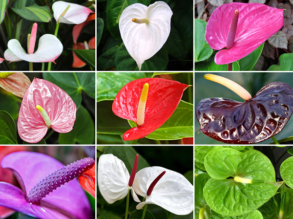 Antúrio - Anthurium