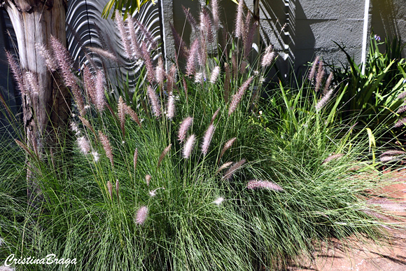 Capim do Texas - Pennisetum setaceum