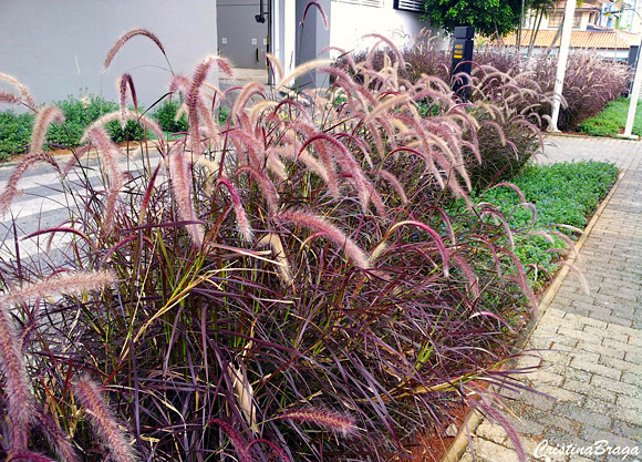 Capim do Texas - Pennisetum setaceum