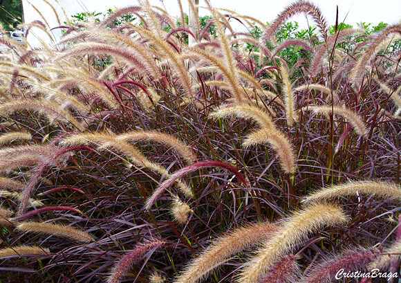 Capim do Texas - Pennisetum setaceum