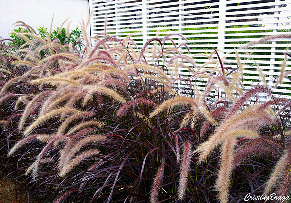 Capim do Texas - Pennisetum setaceum