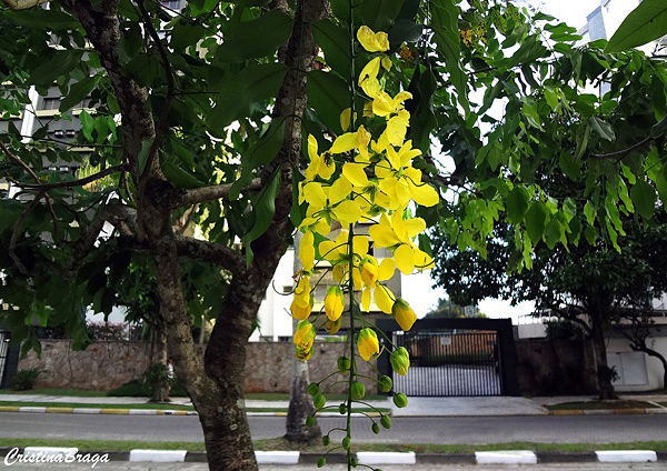 Chuva de ouro - Cassia fistula