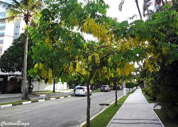 Chuva de ouro - Cassia fistula