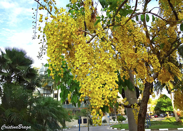 Chuva de ouro - Cassia fistula