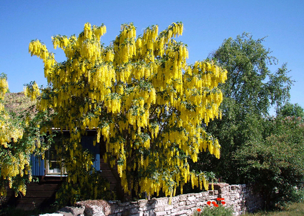 Chuva Dourada - Laburnum x watereri Vossii