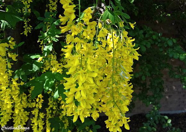 Chuva Dourada - Laburnum x watereri Vossii