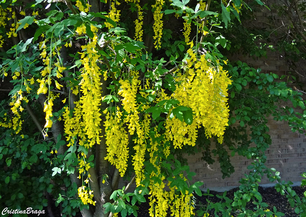 Chuva Dourada - Laburnum x watereri Vossii