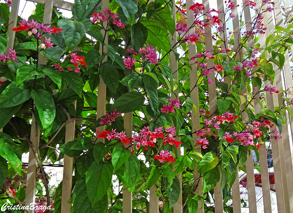 Coração Sangrento - Clerodendrum x speciosum
