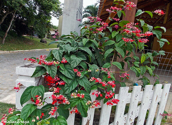 Coração Sangrento - Clerodendrum x speciosum