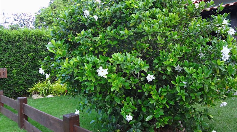 Gardênia - Gardenia jasminoides - Flores e Folhagens