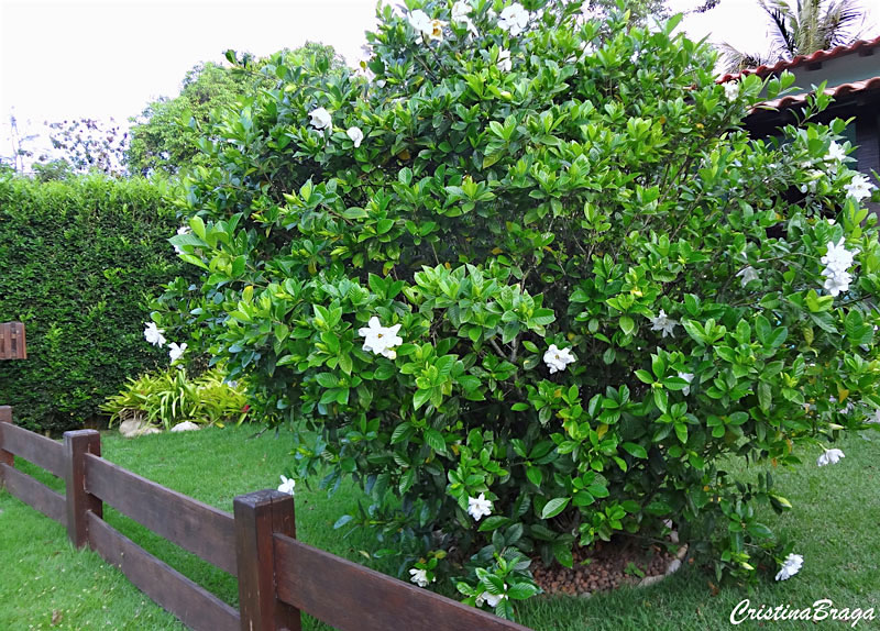 Gardênia - Gardenia jasminoides