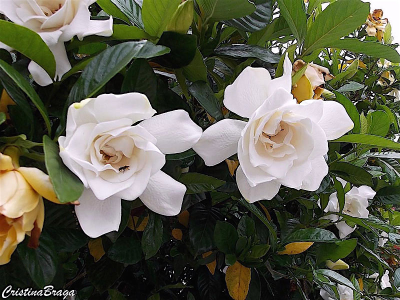 Gardênia - Gardenia jasminoides - Flores e Folhagens