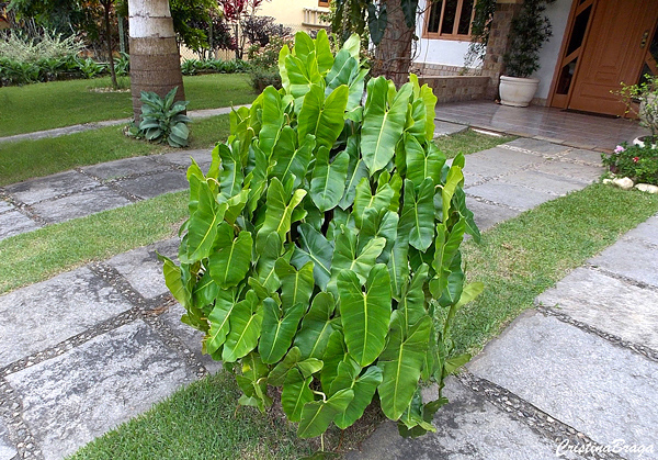 Imbê - Philodendron imbe