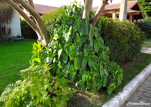 Imbê - Philodendron imbe