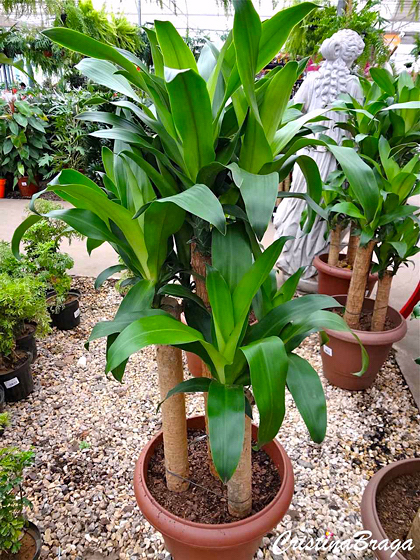 Pau d’água - Dracaena fragrans