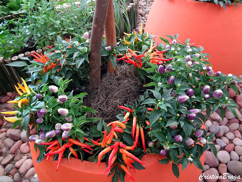 Pimenta ornamental - Capsicum em vaso