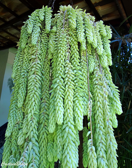 Rabo de burro - Sedum morganianum