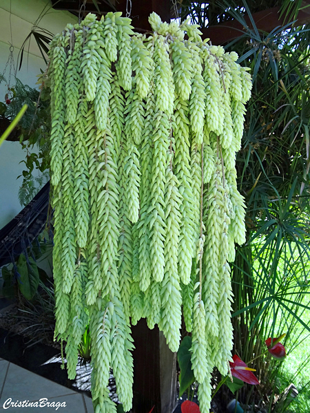 Rabo de burro - Sedum morganianum