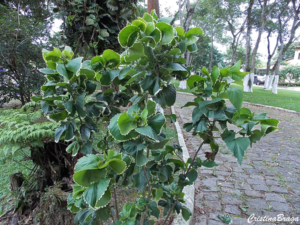 Acalifa Verde - Acalypha wilkesiana Hoffmanii