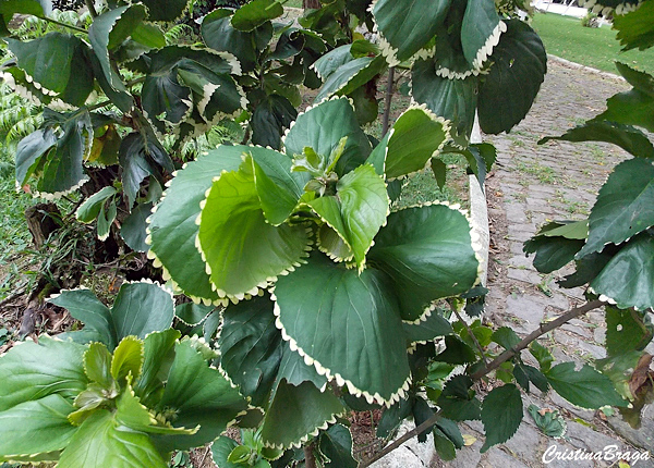 Acalifa Verde - Acalypha wilkesiana Hoffmanii