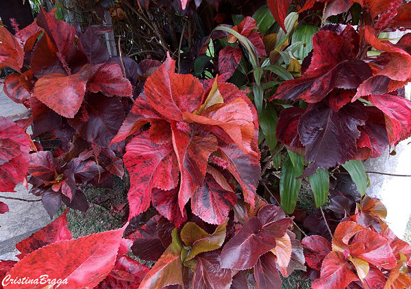 Acalifa Vermelha - Acalypha wilkesiana "Copperhead"