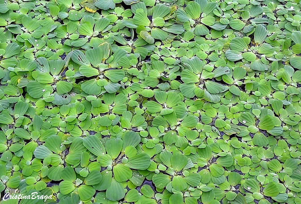 Alface d'água - Pistia stratiotes