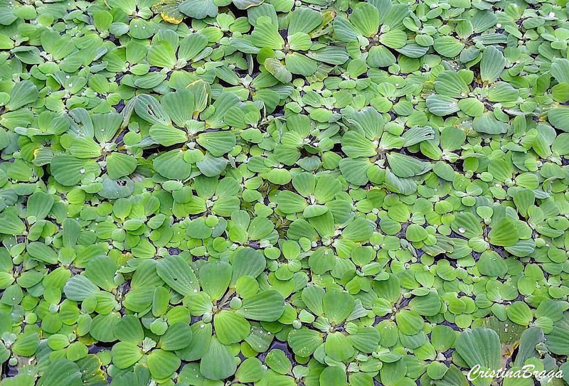 Pistia stratiotes no rio