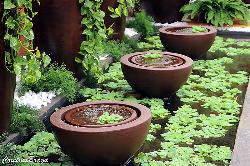 Pistia stratiotes no jardim