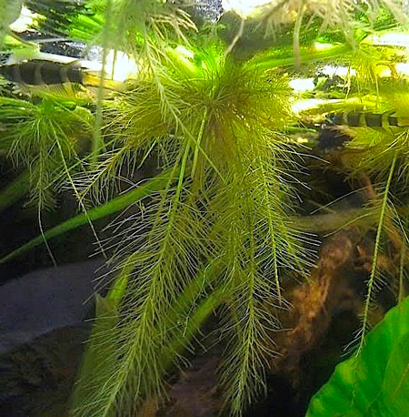 Alface d'água - Pistia stratiotes