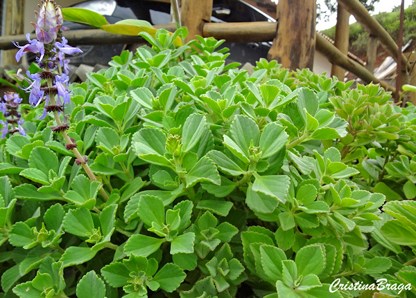 Boldo chinês - Plectranthus ornatus - Flores e Folhagens