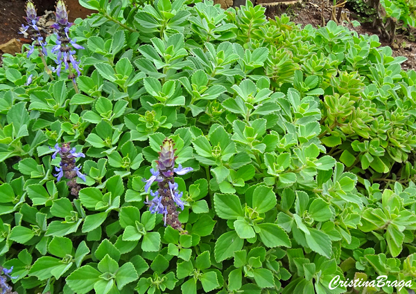 Boldo chinês - Plectranthus ornatus