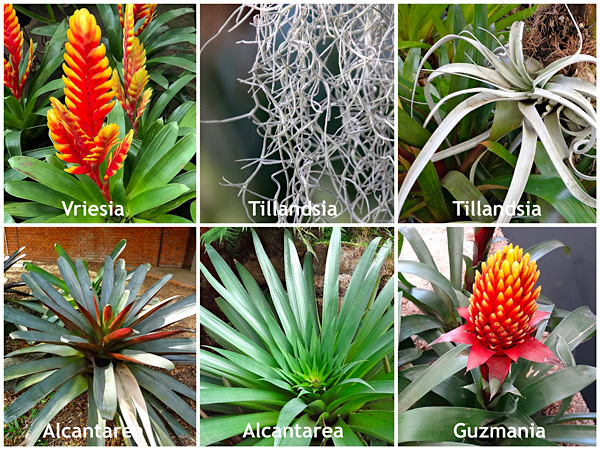bromelias