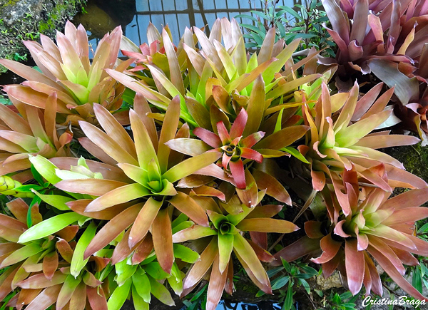 bromelias