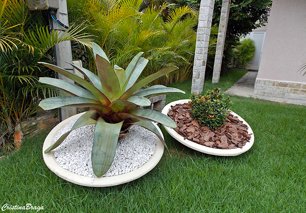 bromelias