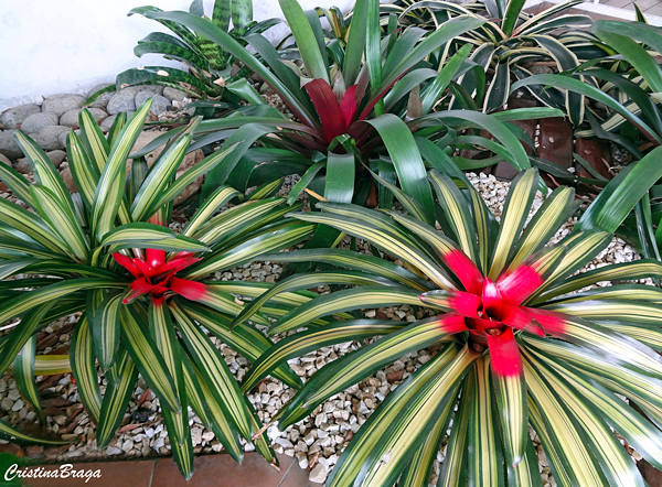 bromelias
