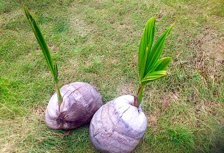 Coqueiro - Cocos nucifera
