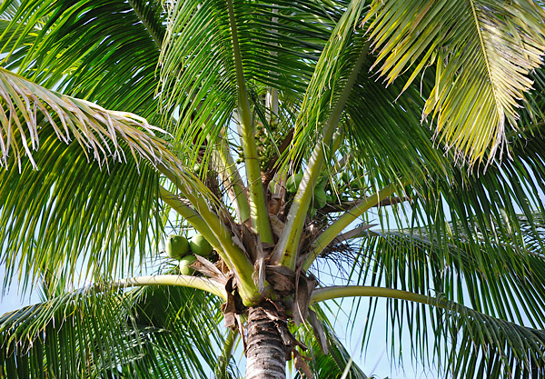Coqueiro - Cocos nucifera