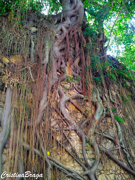 Ficus - Ficus benjamina