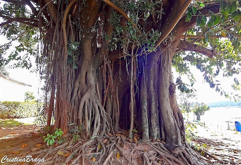 Ficus - Ficus benjamina