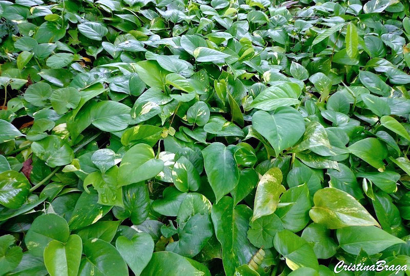 Jibóia - Epipremnum pinnatum