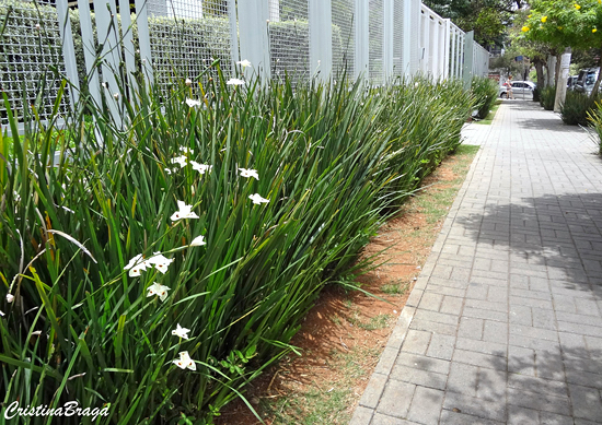 Moréia - Dietes bicolor