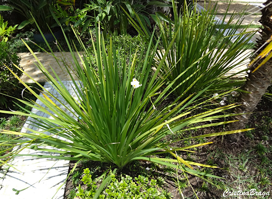 Moréia - Dietes bicolor